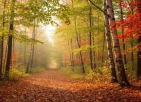 Herbstspaziergänge und Naturerlebnisse