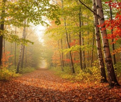 Herbstspaziergänge und Naturerlebnisse