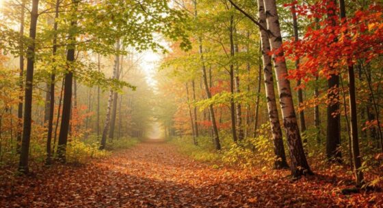 Herbstspaziergänge und Naturerlebnisse