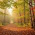 Herbstspaziergänge und Naturerlebnisse