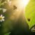 Naturerkundung Blätter Blumen Tiere